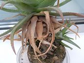 Aloe s odspodu usychajícími listy. U tohoto typu rostlin (dále nap. juky, cykasy, agáve) je to pirozené, píliné usychání list je ale zpsobeno nedostatenou péí.