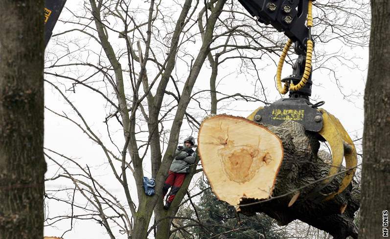 Aktivisté brání stromy, které se kácí v parku u Léebny dlouhodob nemocných ve Vysokém Mýt (5. 3. 2009)