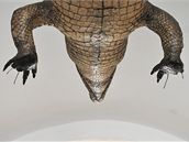 Oprava dráp brnnského krokodýla
