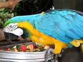 Tito papouci si rádi pochutnávají na kouscích ovoce a zeleniny.