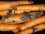 Ilustra�ní snímek