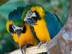 Nejlépe je papouškům, kteří žijí v páru.