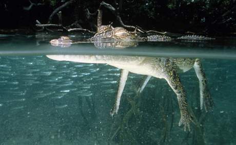 Plavání v oblasti Black Jungle Conservation Reserve úady nepovolují, oblast je známá vysokým výskytem krokodýl. Ilustraní foto