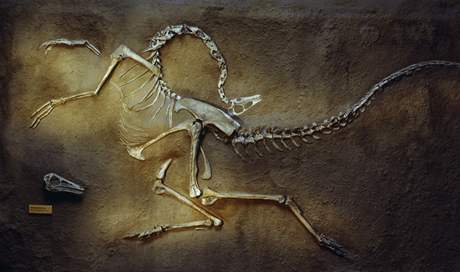 Kostra ornithomima