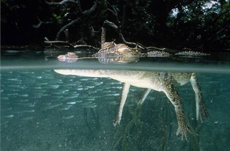 Plavání v oblasti Black Jungle Conservation Reserve úady nepovolují, oblast je známá vysokým výskytem krokodýl. Ilustraní foto