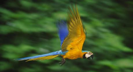 Vejce papouka ara ararauna se v Evrop prodává a za 80 tisíc korun