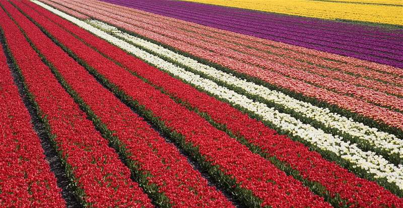 Tulipánové pole v Holandsku.