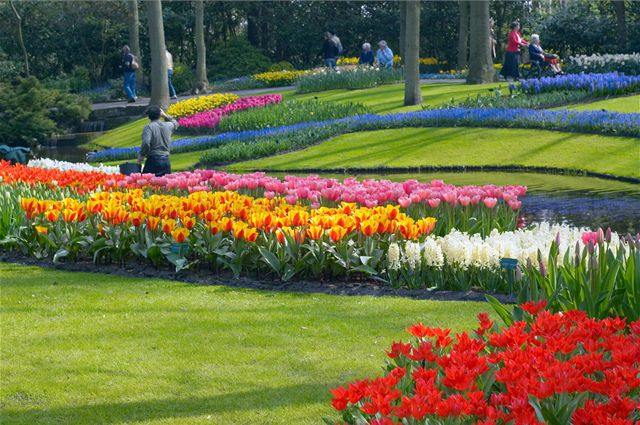 Zámecký park Keukenhof v Holandsku, nejvtí kvtinový park v Evrop, mete...