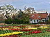 Zámecký park Keukenhof v Holandsku, nejvtí kvtinový park v Evrop, mete...