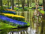 Zámecký park Keukenhof v Holandsku, nejvtí kvtinový park v Evrop, mete...