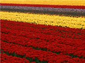 Tulipánové pole v Holandsku.
