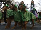 Do zeleného se v Japonsku oblékli i psi