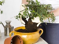 Přesazujete-li mladé rostliny, donesené z obchodu, bývá jejich kořenový bal většinou čistý, bez odumřelých či uhnilých částí, a může tedy zůstat kompaktní. 