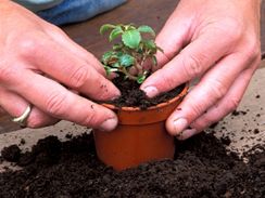 Přisypanou zeminu opatrně přimáčkněte palci tak, aby přesazovaná rostlina byla zasazena stejně hluboko, jako v původním obalu.