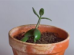 Na jaře je vhodná doba i k odsazení mladých rostlinek do samostatné nádoby. Pro tlustici vyberte substrát pro kaktusy a sukulenty.