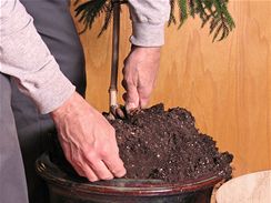 Pokud se vám podaří velkou rostlinu vyjmout z květináče, pečlivě jí očistěte kořeny od původního substrátu a nahraďte ho novým, plným živin.
