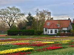 Zámecký park Keukenhof v Holandsku, největší květinový park v Evropě, můžete letos navštívit od 19. března do 21. května.