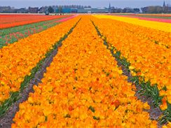 Tulipnov pole v Holandsku.