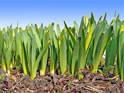 Tulipnov cibule obsahuje ve potebn, aby z n na jae vyhnaly listy a ndhern kvt.
