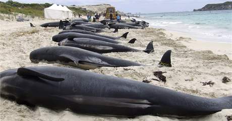 Mrtvé velryby, které uvízly na plái v jihozápadní Austrálii 23. bezna