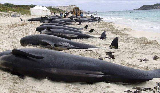 Velryby umírají na novozélandských bezích pomrn asto, protoe tudy plavou do vod Antarktidy. Ilustraní foto.