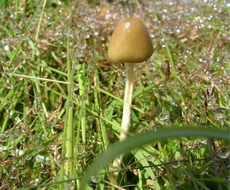 magické houby