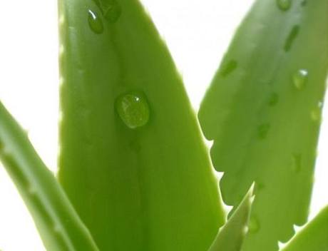 Aloe vera