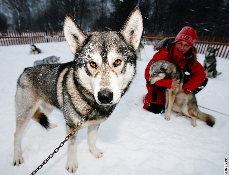 Musherka Jana Henychová a mohutný sibiský husky Karel