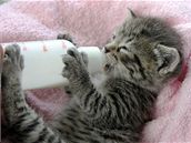 Kot na mléku vypipláte. Na jídelníek dosplé koky u nepatí.