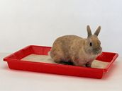 Na koií záchod nauíte chodit i králíka. Jeho pelíek se pak mnohem snadnji uruje v istot a bez zápachu. 