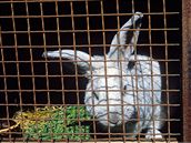 Vtí králík ocení pes letní sezonu pobyt venku, ideáln i s výbhem.