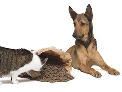 Psí žrádlo kočkám škodí, protože jeho složení neodpovídá potřebám kočičího organismu.