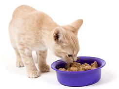 Strava určená pro kočky má složení přizpůsobené potřebám kočičího organismu.
