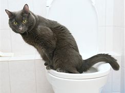 Některé kočky se dokonce naučí používat vaši toaletu. Pak stačí jen spláchnout...