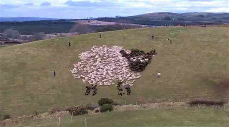 Pasení ovcí není podle spolumajitele reklamní agentury ádný trik.