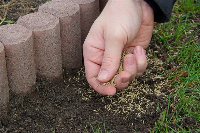 Tam, kde jste dělali nějaké úpravy - například kolem záhonů - dosejte holá místa kvalitním travním semenem a zalijte je. 