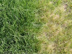 Rozdíl mezi hnojeným trávníkem a trávníkem trpícím nedostatkem dusíku je patrný na první pohled.
