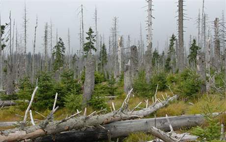 Vk umavských les je velice rznorodý, ukázal przkum ekolog