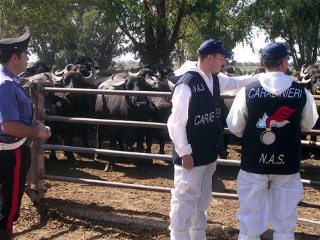 Italské úady musely v roce 2008 zabavit v oblasti Neapole 66 chov, protoe tamjí zemdlské podniky vyrábly tento sýr z mléka obsahujícího jedovatý dioxin