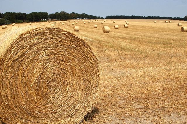 Mezi moné energetické zdroje patí i obyejná sláma. Také biomasa.