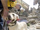 Po obtech zemtesení v kraji Abruzzo pátrají záchranátí psi. (6. dubna 2009)