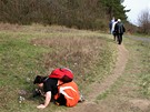 Rezervace Kamenný vrch u Brna s nejvtím výskytem koniklece velkokvtého