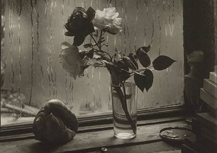 Josef Sudek; fotografie Poslední růže, rok 1956