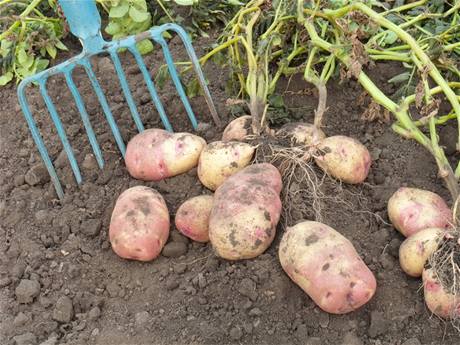 Výsledek sklizně brambor záleží na tom, jakou odrůdu teď zasadíte - iDNES.cz