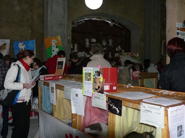 Umisovací Výstava pro koku, podzim 2008.
