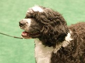 Portugalský vodní pes