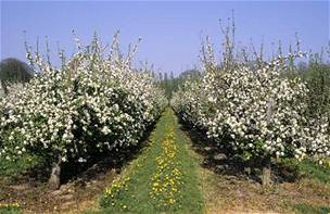 Jabloové sady letos v kraji postihla ve velkém patná úroda i strupovitost jablek. Ilustraní foto