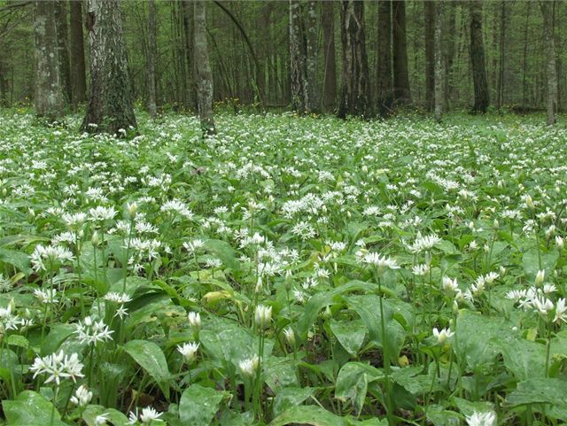 Medvdí esnek v kvtu (Allium ursinum L)