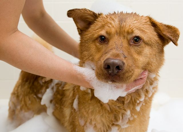 Srst psa i kočky můžete odmastit speciálním psím šamponem, případně lze použít i jar. Potřebnou neutralizaci zajistíte spláchnutím srsti citronovou vodou