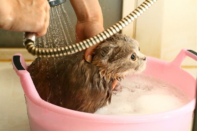 S odmatním srsti domácího mazlíka si vtina majitel poradí sama. Lze se ale samozejm pro radu obrátit i na veterináe